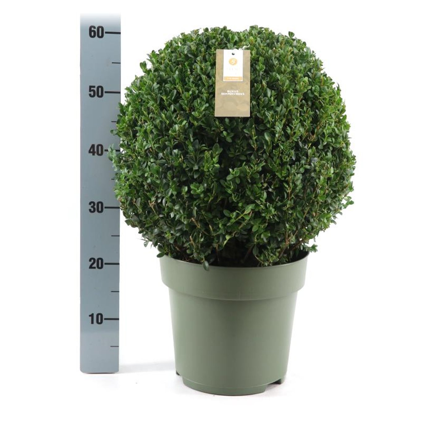 Buxus sempervirens - 40 CM Ball Cont.